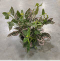 6" Hypoestes Pink Splash